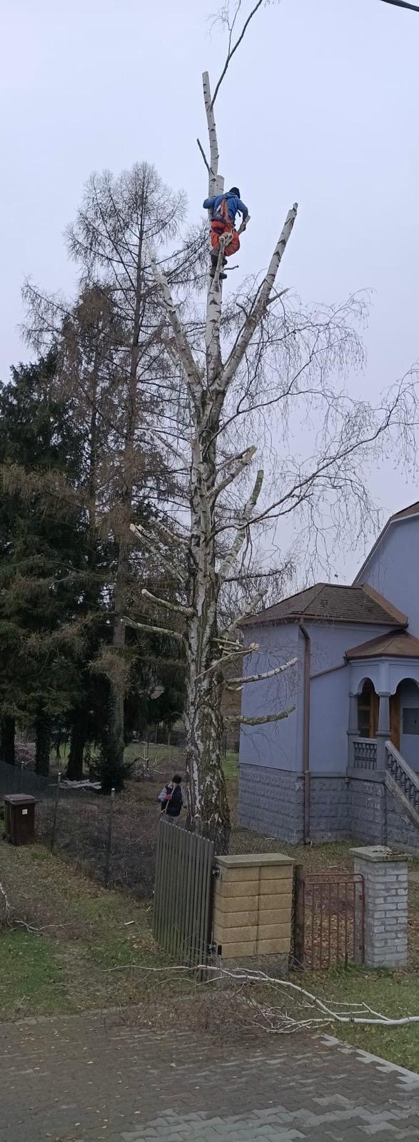 Arborista při kácení vysoké břízy